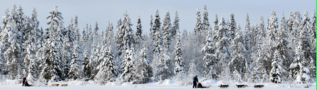 Sneeuwschoenwandeling met sledehonden door besneeuwd naaldbos in Lapland, Finland.