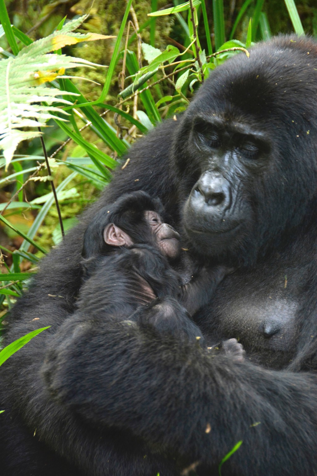 Berggorilla met jong in de jungle van Oeganda tijdens een groepsrondreis.