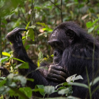 Chimpansee in het Budongo Forest tijdens een excursie.