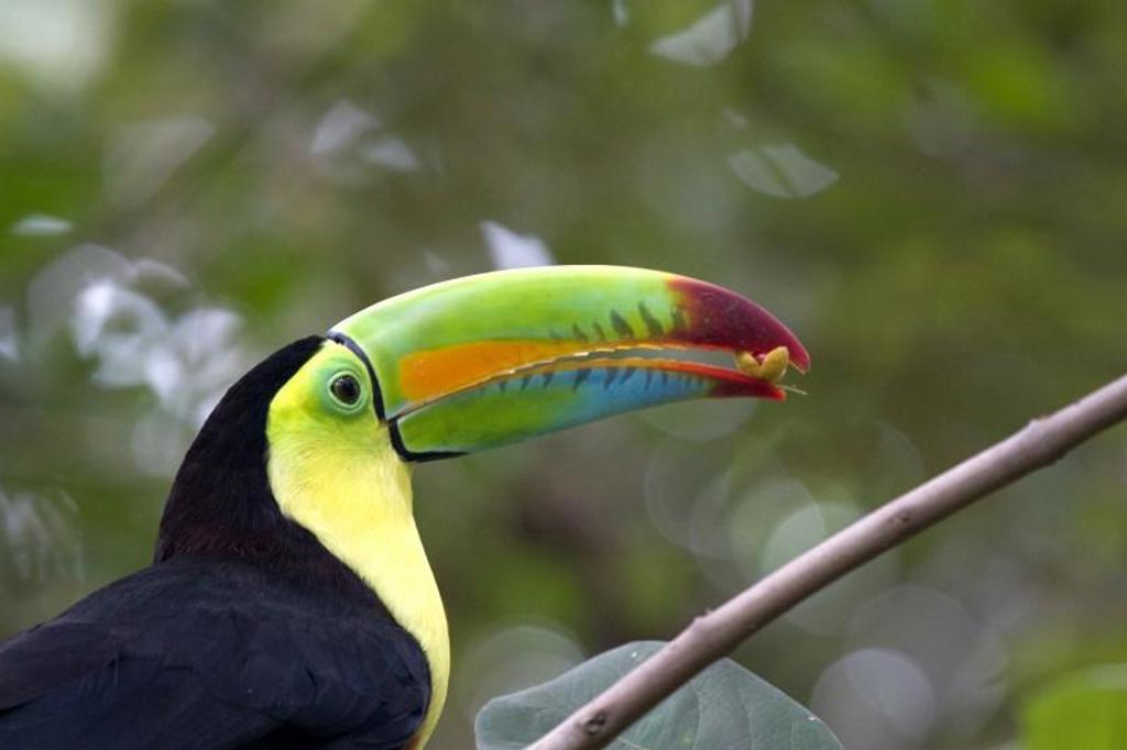 Vogelspin in het regenwoud van Costa Rica tijdens een groepsrondreis.
