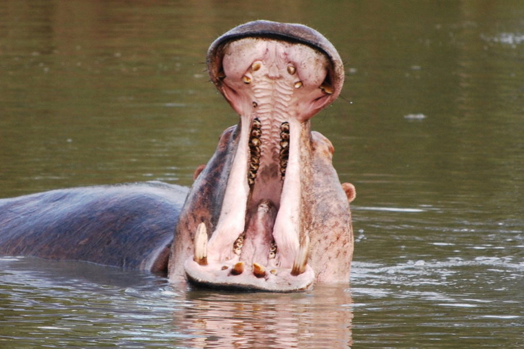 Nijlpaard met wijd open bek in het water tijdens een groepsrondreis door Zuid-Afrika, eSwatini en Lesotho.