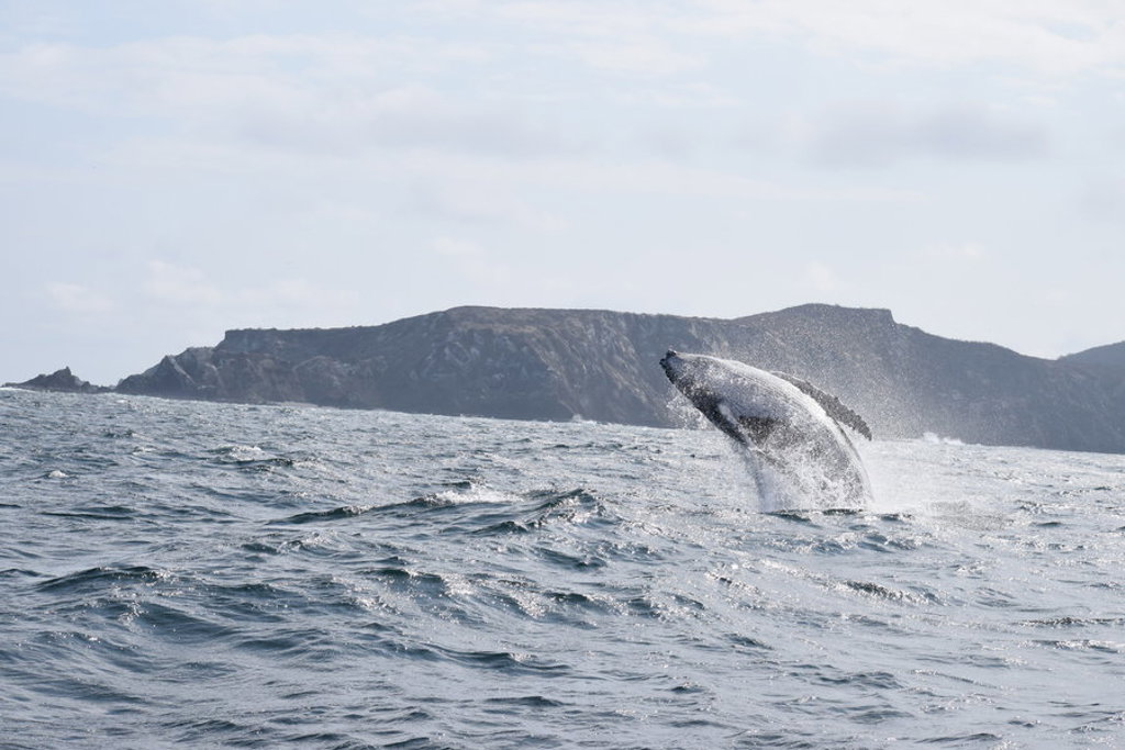 Bultrug springt uit zee bij de Galapagos-eilanden tijdens groepsrondreis Ecuador.