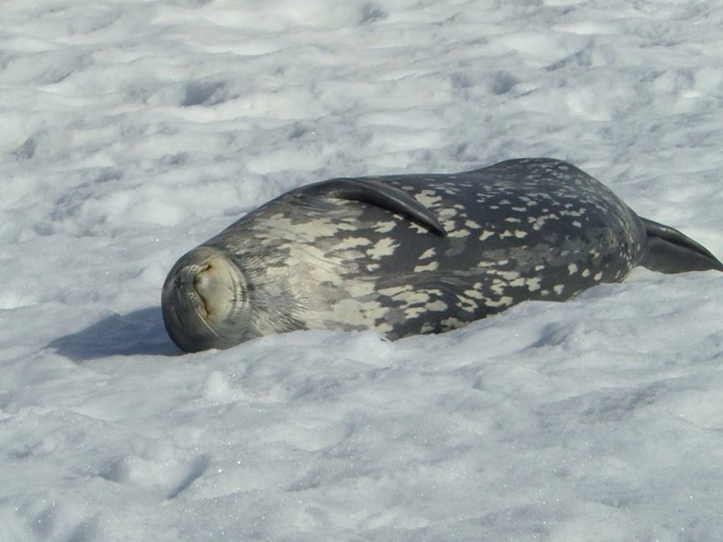 Koningspinguïns in Antarctica tijdens een groepsrondreis naar South Georgia en de Poolcirkel.