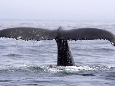 Staartvin van een walvis boven zee bij IJsland tijdens de Route IJsland Winter.