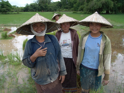 Rijstboerinnen met traditionele hoeden in een rijstveld tijdens de route Laos & Cambodja.
