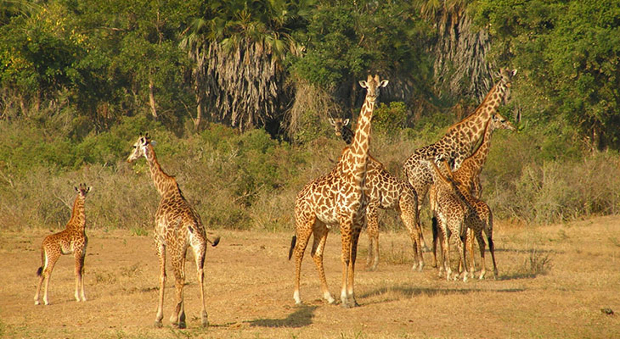 Giraffen in Selous Game Reserve Kudde giraffen op de savanne in Tanzania, met groen bos op de achtergrond.