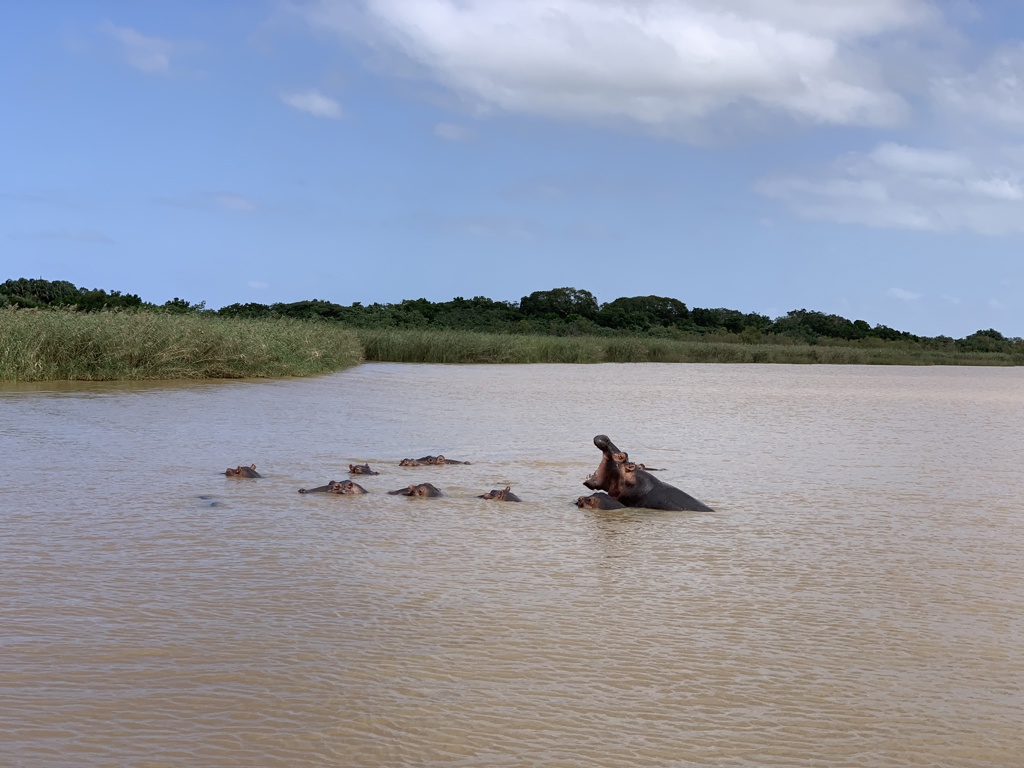 Nijlpaarden in een rivier tijdens een 22-35ers reis door Zuid-Afrika.