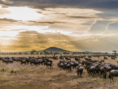 Gnoes trekken in kuddes over de savanne tijdens zonsondergang op de Route Oost-Afrika.