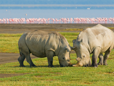 Twee neushoorns bij Lake Nakuru, met flamingo’s op de achtergrond tijdens de route Kenia en Tanzania.