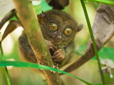 Tarsier met grote ogen tussen takken in het regenwoud op de Filipijnen.