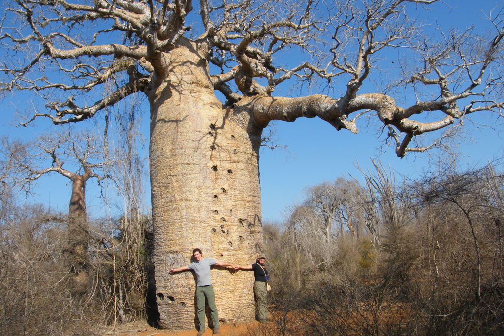Reizigers bij een reusachtige baobab in Madagascar tijdens een groepsrondreis.