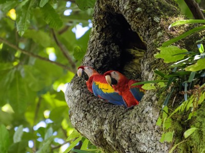 Twee rood-blauwe ara’s bij een boomholte in het regenwoud van Costa Rica.
