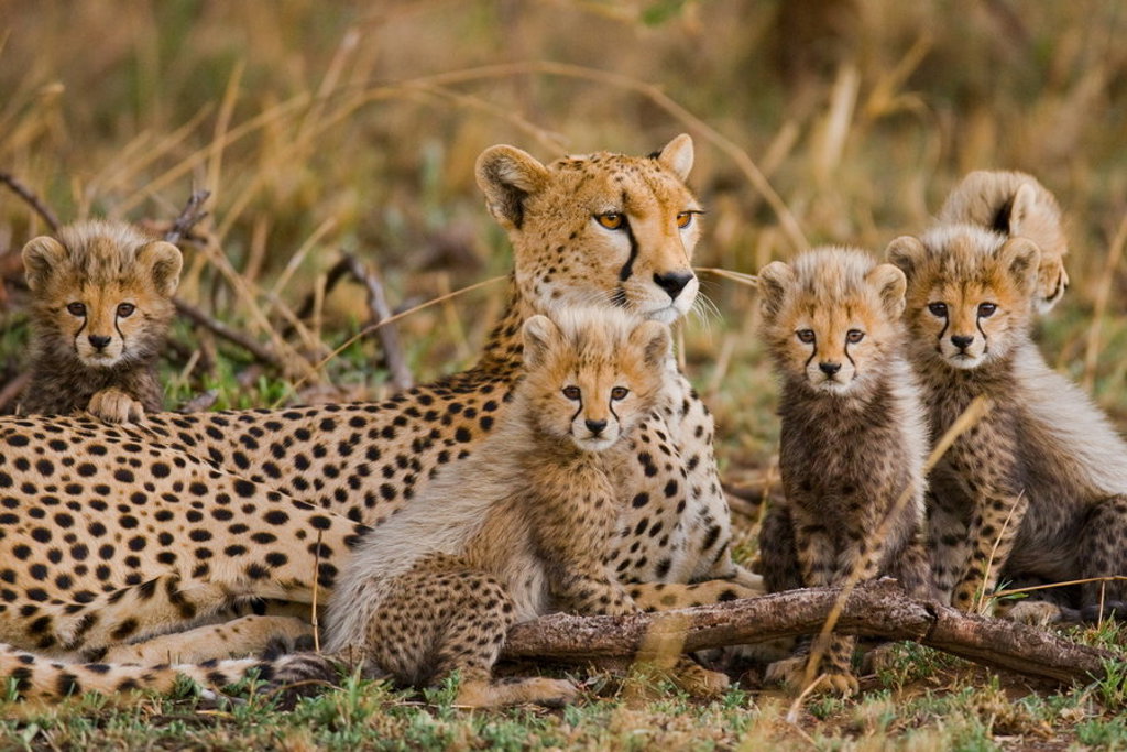 Jachtluipaard met welpen in de savanne tijdens familiereis Kenia en Tanzania.