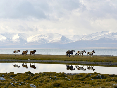 Paarden lopen langs het Song-Kulmeer met besneeuwde bergen op de achtergrond, Route Kirgistan.