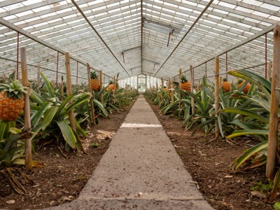 Ananassen groeien in een kas op de Azoren, langs een pad tussen rijen planten.
