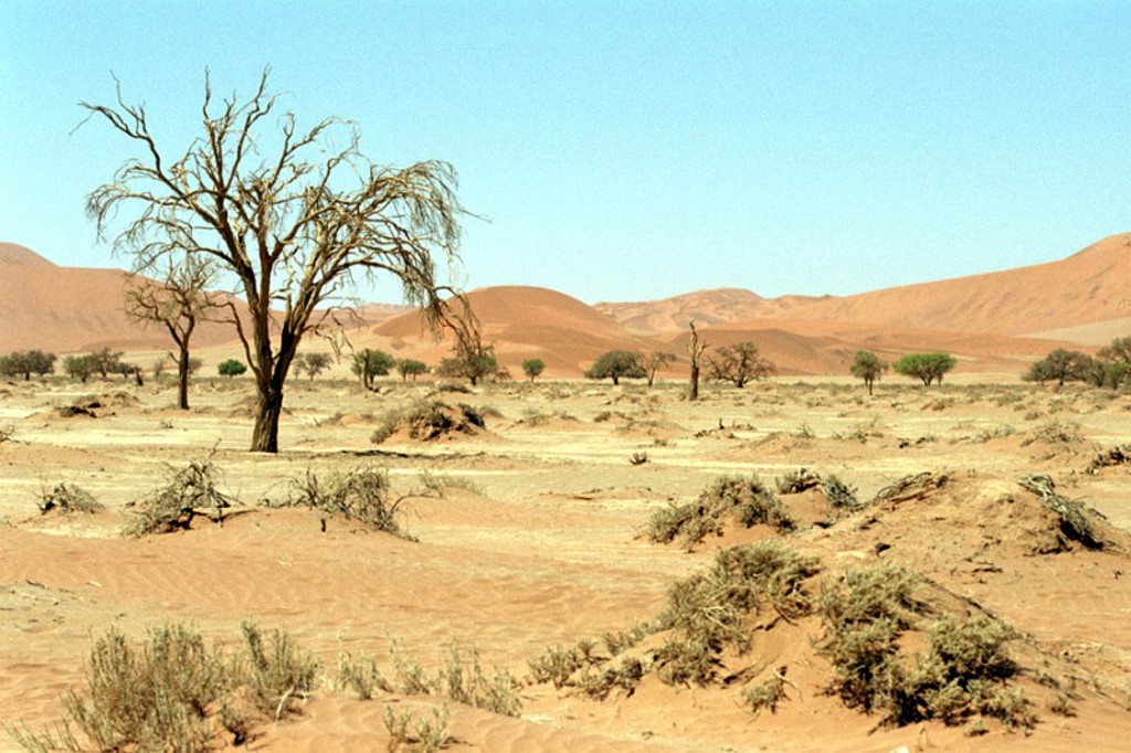 Dode acaciabomen in de Namibwoestijn met rode zandduinen onder een heldere blauwe lucht.