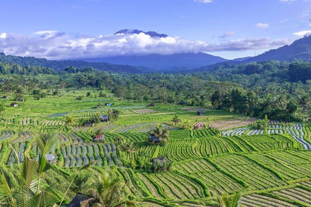 Groep reizigers op Bali met uitzicht op rijstvelden en palmbomen.