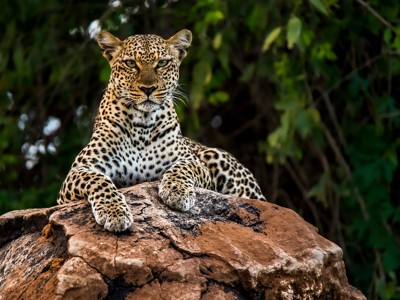 Luipaard rust op een rots tijdens de route Kenia en Tanzania.