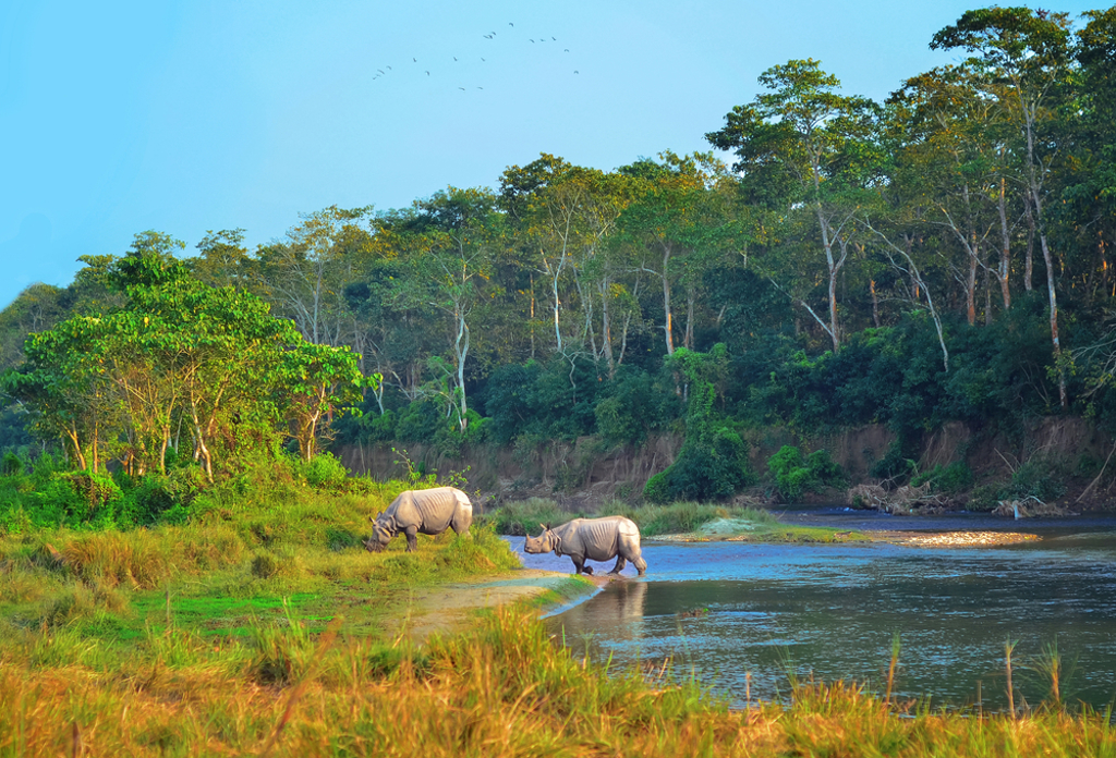 Neushoorns langs de rivier in Chitwan National Park tijdens een groepsrondreis Nepal.