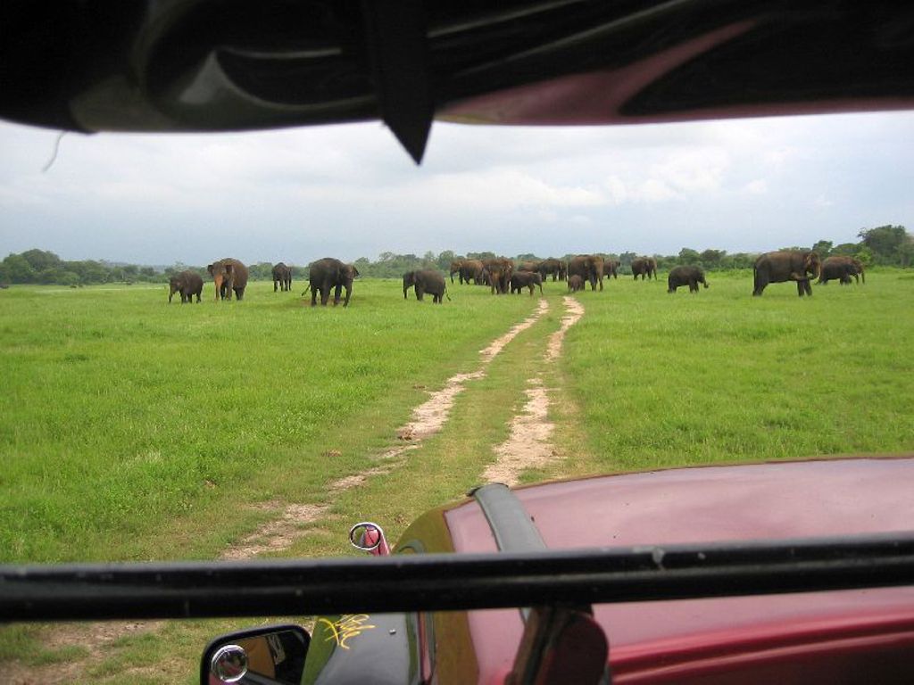Olifantenkudde op groene savanne tijdens safari in Sri Lanka.