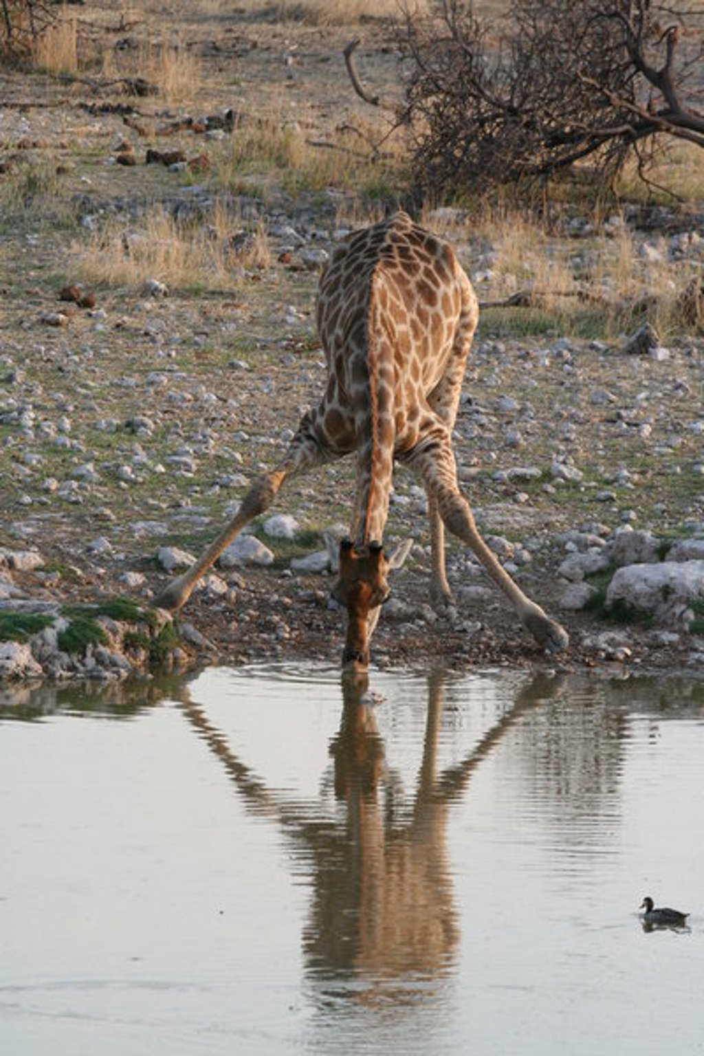 Giraffe in de savanne tijdens de 22-35ers reis Zuidelijk Afrika.