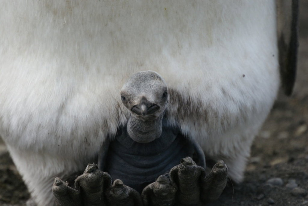 Koningspinguinkuiken op de poten van een volwassen pinguïn in Antarctica.