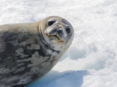 Weddellzeehond rust op het ijs in Antarctica tijdens pinguinsafari.