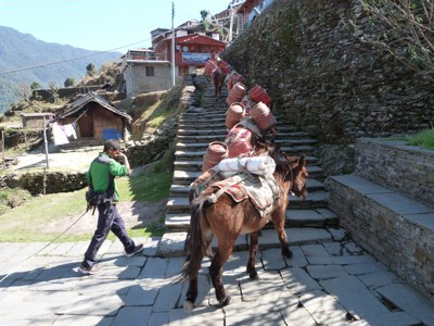 Lastdieren met bagage op stenen trap in een bergdorp langs de Route Nepal Annapurna.
