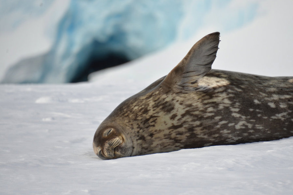 Luipaardzeehond rust op het ijs in Antarctica tijdens de groepsrondreis Crossing the Circle.