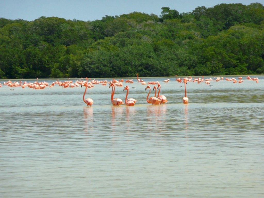 Roze flamingo’s in een lagune met mangrovebos tijdens groepsrondreis Mexico, Guatemala en Honduras.