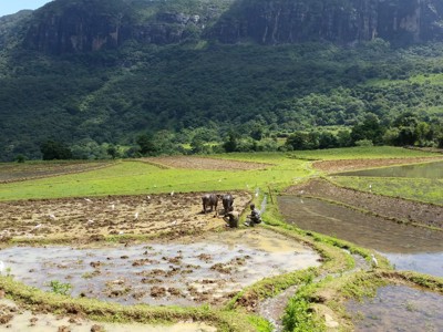 Rijstvelden met waterbuffels en boeren aan de voet van groene bergen in Sri Lanka.