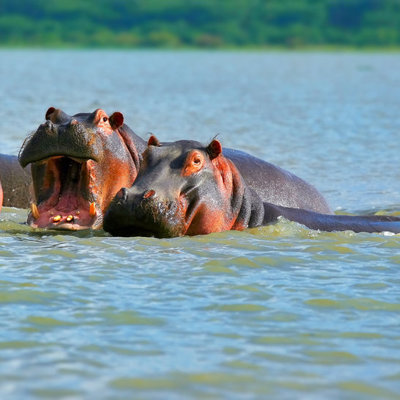 Nijlpaarden in het water tijdens een safari op groepsrondreis Kenia en Tanzania.