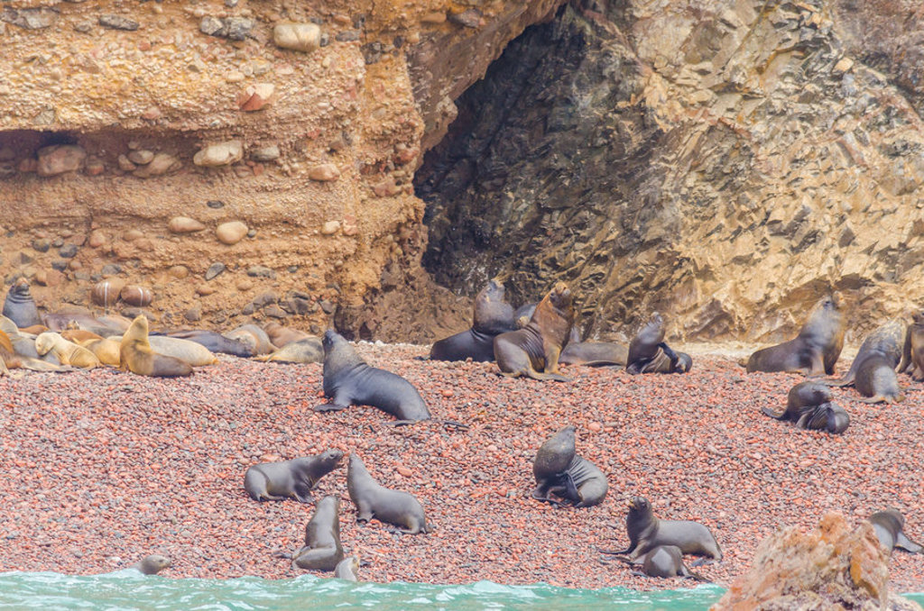 Zeeleeuwen rusten op een rotsachtig strand aan de kust van Peru.