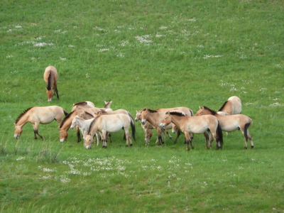 Groep Przewalskipaarden graast op de groene steppe in Mongolië.