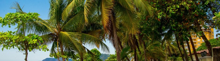 Palmen langs de boulevard bij het strand van Jacó, Costa Rica.