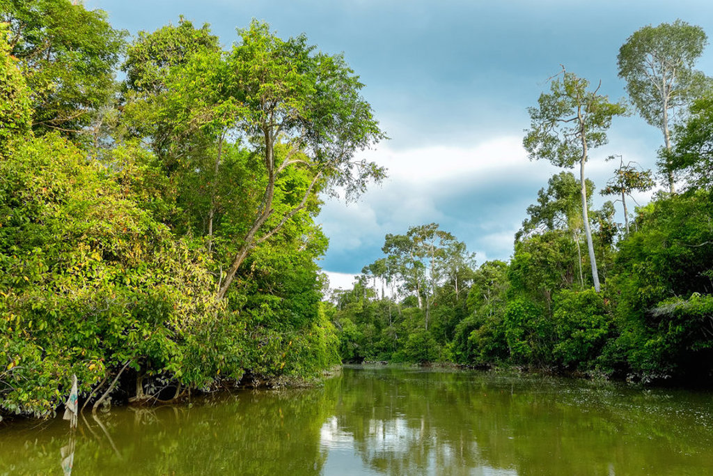 Groene rivier door het regenwoud in Maleisisch Borneo tijdens een familiereis.
