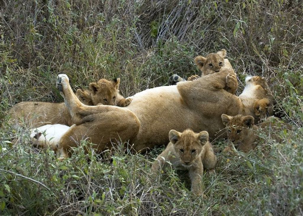 Leeuwin met welpen die rusten in het gras tijdens safari in Kenia.