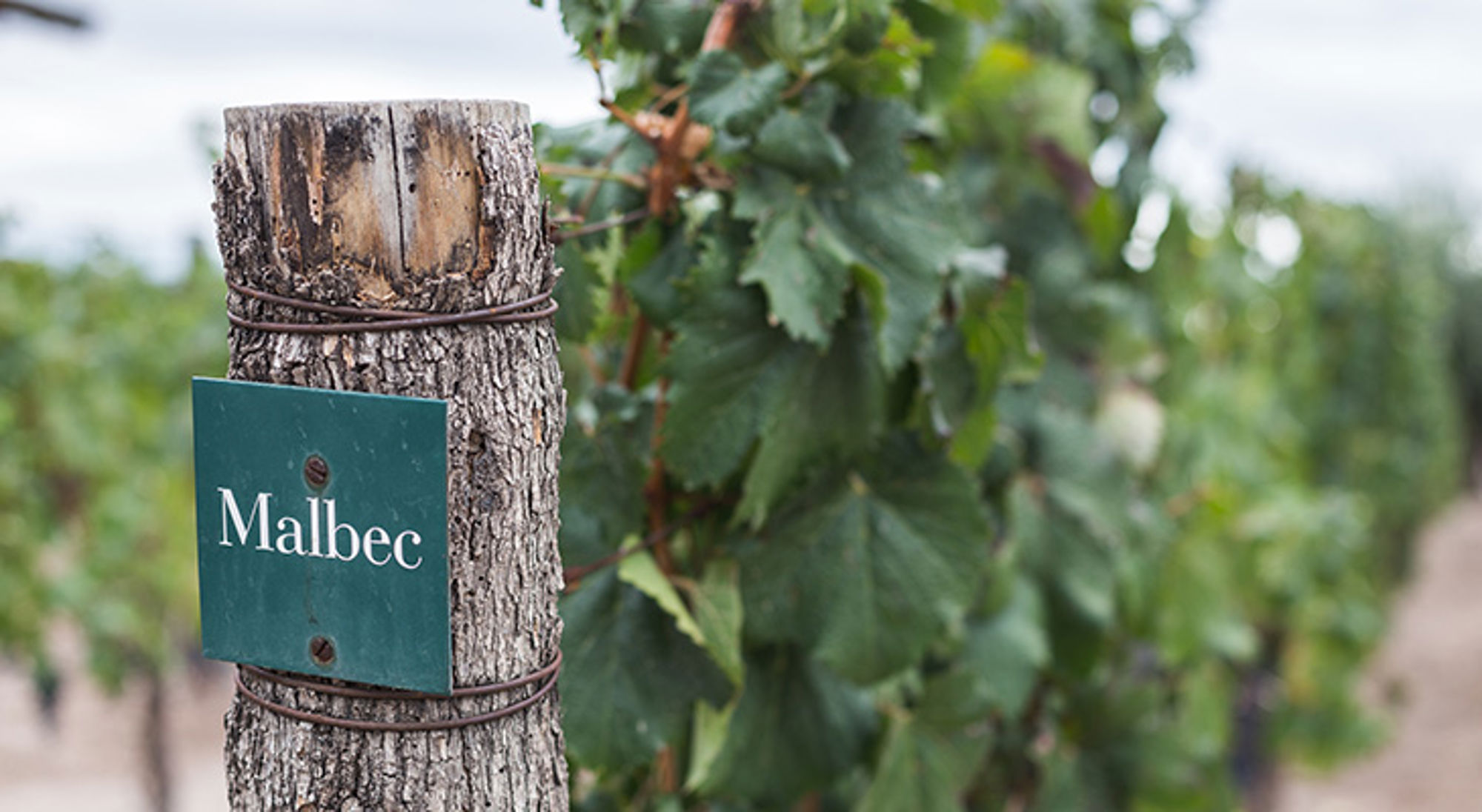 Malbec-wijngaard in Mendoza, Argentinië, met naambordje aan een wijnstok.