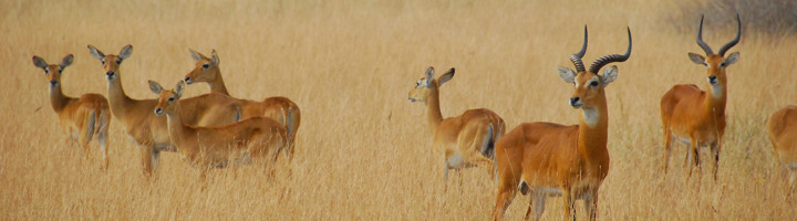 Impala’s in de savanne van Rwanda tijdens een rondreis.