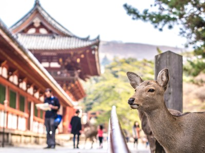 Hert bij een tempelcomplex in Nara tijdens de Japan-rondreis van 21 of 22 dagen.