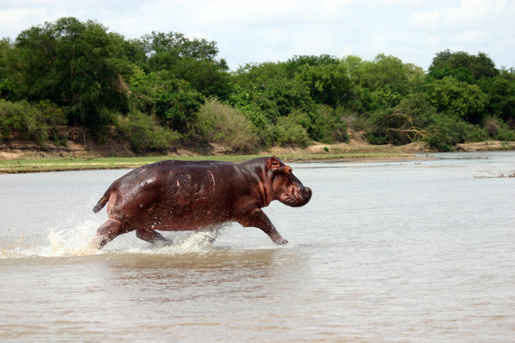 Nijlpaard rent door het water tijdens safari op familiereis Zuid-Afrika en eSwatini.
