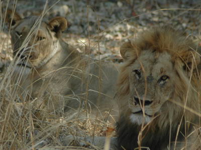 Leeuw en leeuwin rusten in het hoge gras tijdens de route Zambia, Malawi en Tanzania.