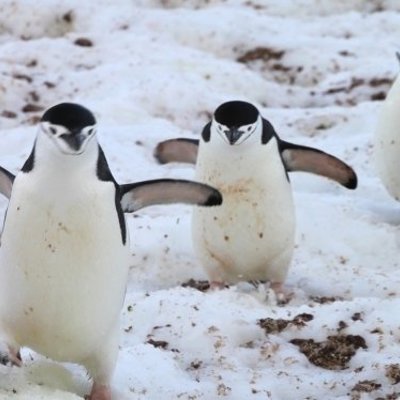 Pinguïns op het ijs in Antarctica tijdens de groepsrondreis Crossing the Circle.