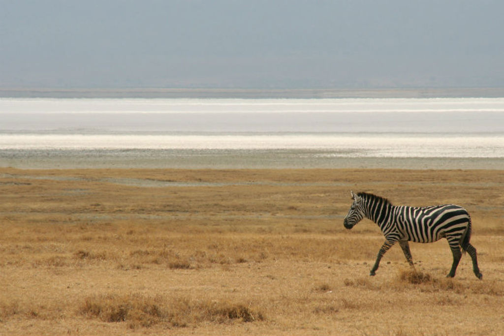 Zebra op de savanne tijdens familiereis Kenia en Tanzania.