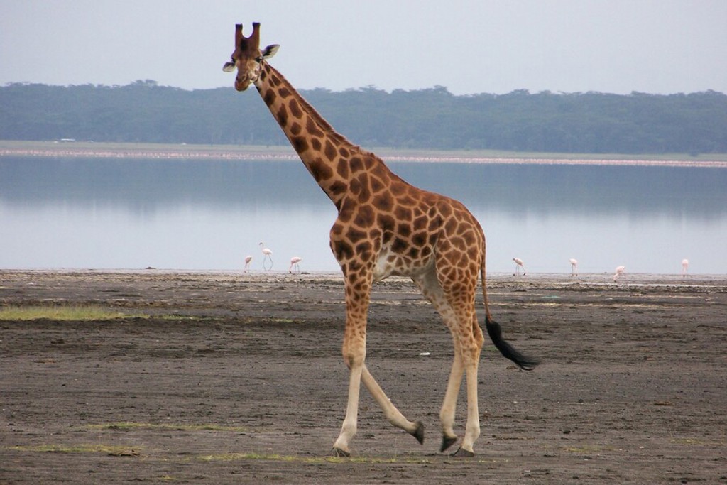 Giraffe aan de oever van een meer tijdens groepsrondreis Kenia, Tanzania en Zanzibar.