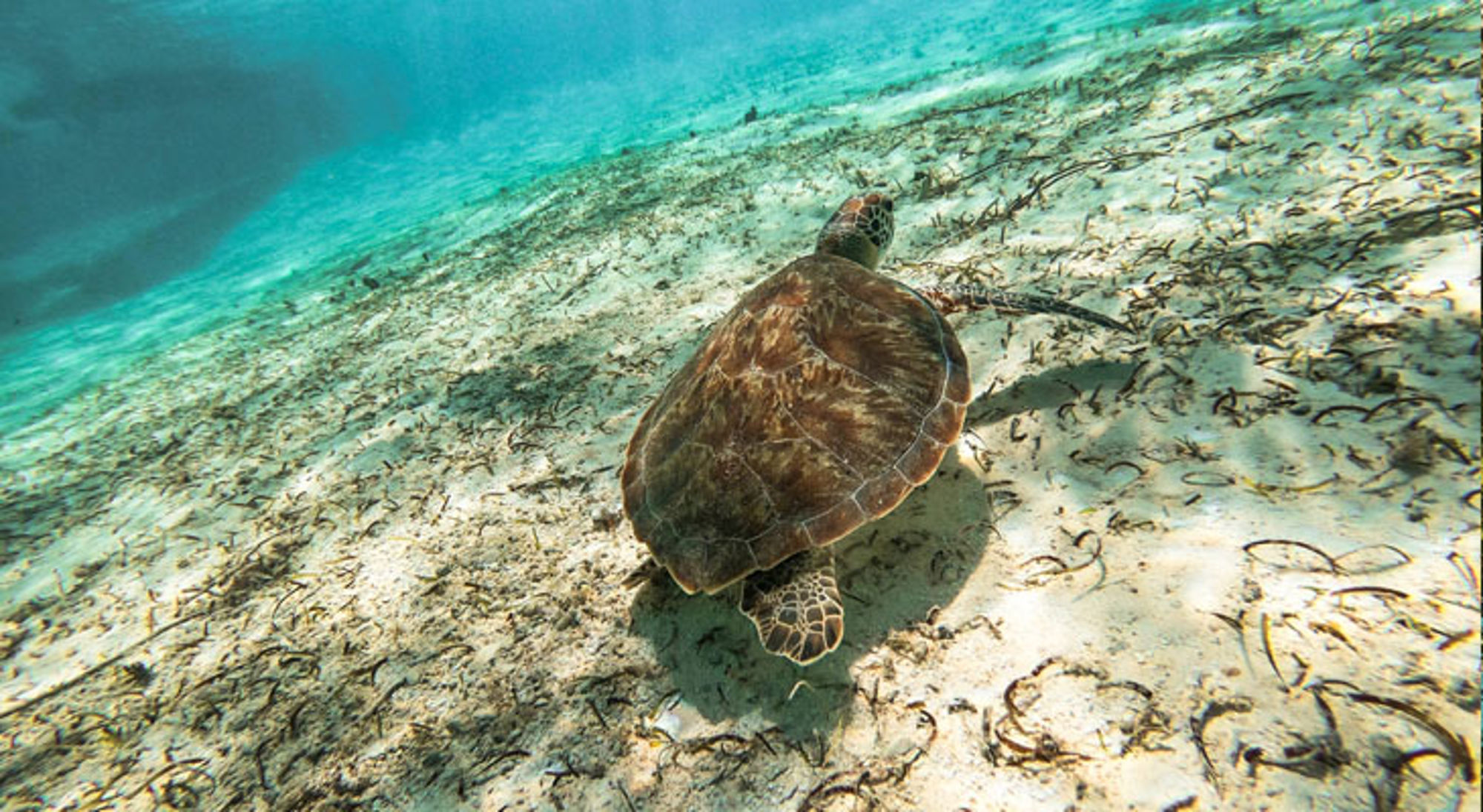 Zeeschildpad zwemt over een zandbodem in helder turquoise water bij de Colombiaanse kust.