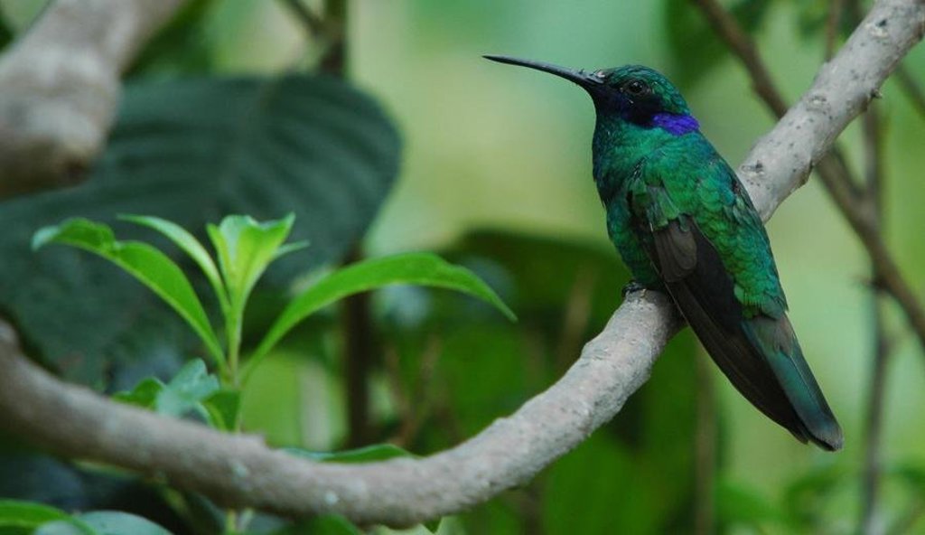 Close-up van een groen blad in het regenwoud van Ecuador tijdens een groepsrondreis.