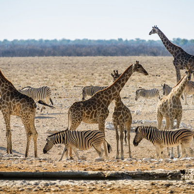 Giraffen en zebra’s bij een waterplaats in Etosha National Park, Namibië.