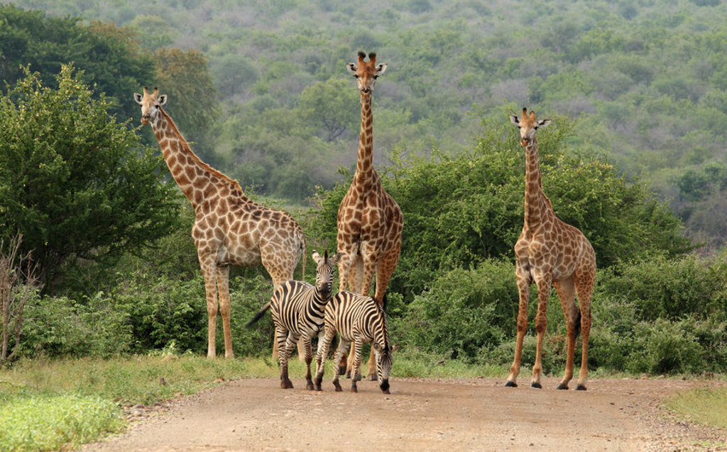 Giraffen en zebra’s op een zandweg in een nationaal park in Noordelijk Zuid-Afrika en eSwatini.