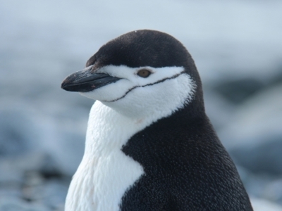 Close-up van een kinbandpinguïn tijdens Route Antarctica: Crossing the Circle.